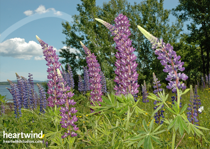Heartwind Lupines 05 Greeting Card