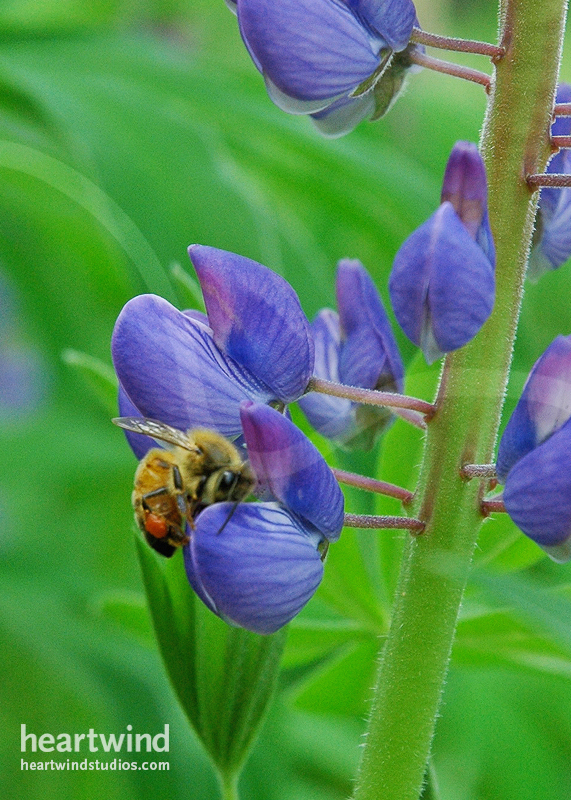 Heartwind Lupines 06 Greeting Card