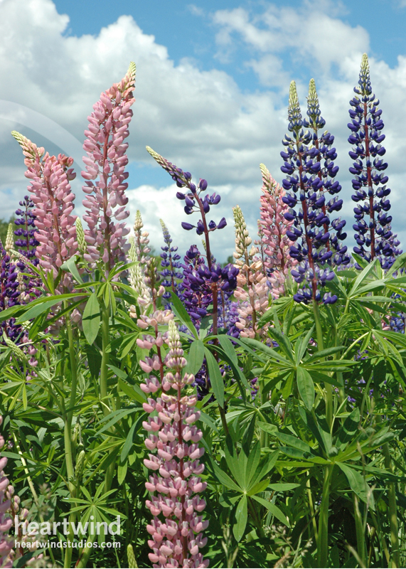 Heartwind Lupines 12 Greeting Card