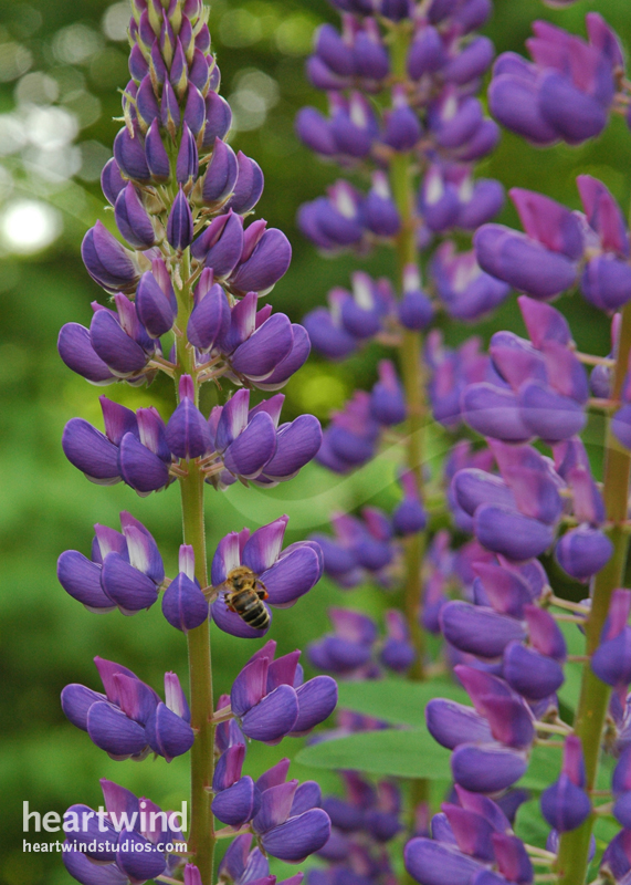 Heartwind Lupines 09 Greeting Card