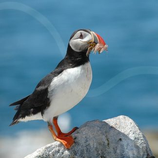 PUFFINS - All Puffin Products