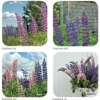 lupine 02 coasters